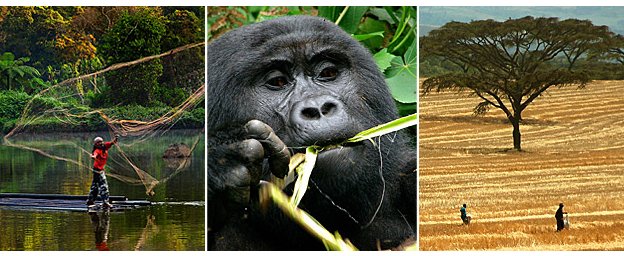 SEMINAR: Rethinking conservation & dev't at #Bwindi Impenetrable Natl Park, Uganda. Join us & @CTPHuganda, Monday: https://t.co/DOEk4wJyQB https://t.co/ZAGHQetJII